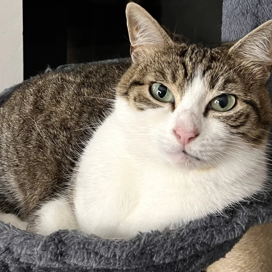 Mini the cat
